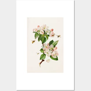 Apple Blossoms and bees - Botanical Illustration Posters and Art